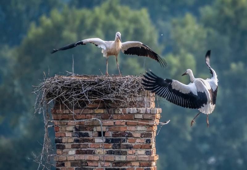 Expert Chimney Animal Removal in Schaumburg, IL Professional Chimney Animal Removal Services in Schaumburg, Illinois