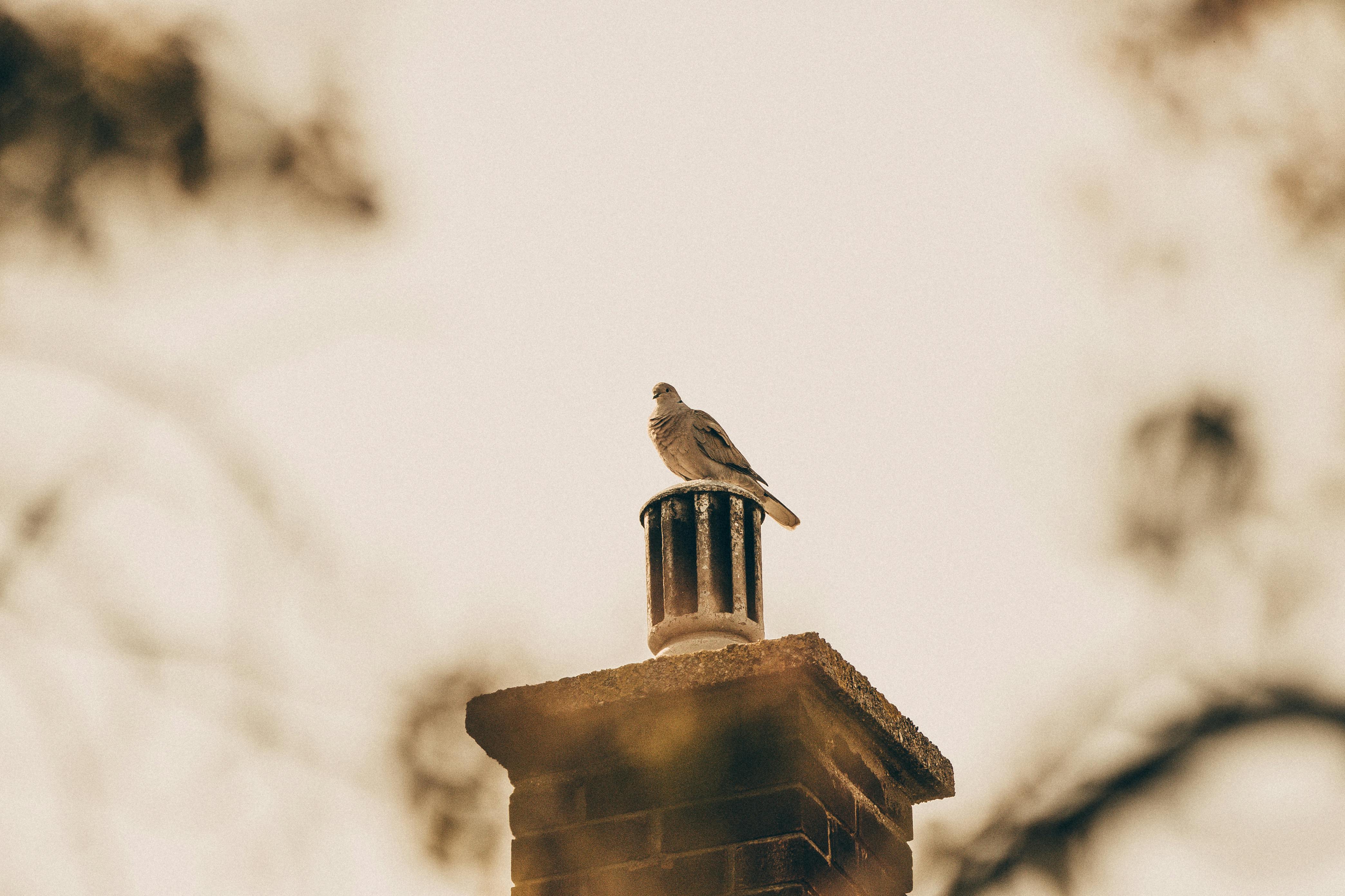 Professional Chimney Cap Installation Services in Schaumburg, IL Expert Chimney Cap Installation in Schaumburg, Illinois